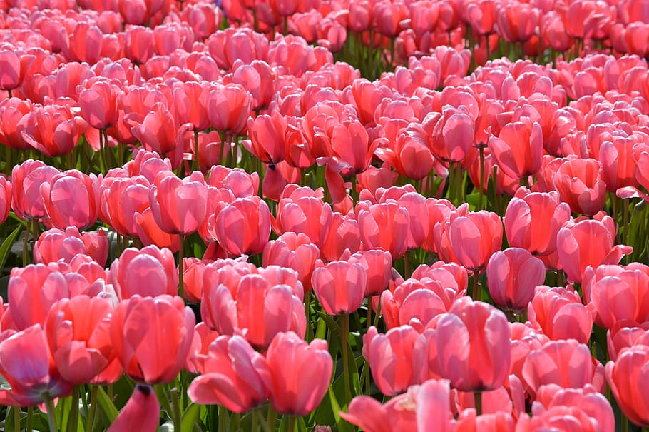 photo of red tulip flower field, pink, tulips, northwest, washington, HD wallpaper