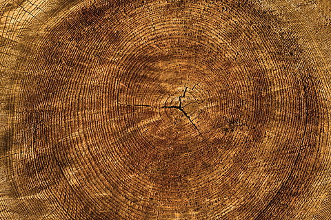 close up photo of brown wood slab, texture, tree, annual rings HD wallpaper