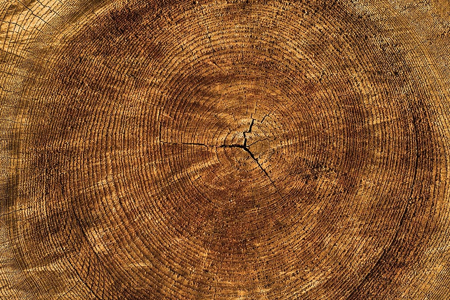 close up photo of brown wood slab, texture, tree, annual rings HD wallpaper
