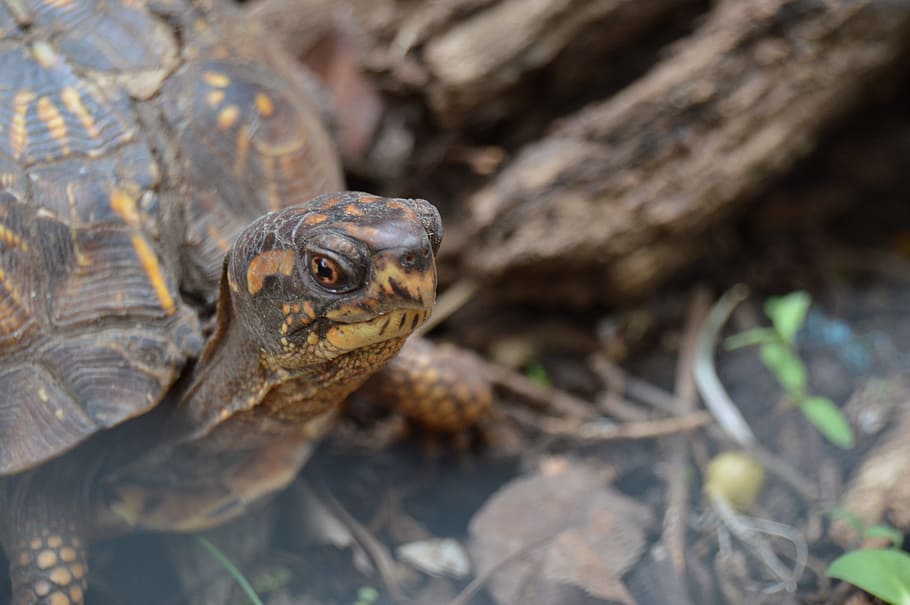 turtle, woods, natural, forest, reptile, creature, environment HD wallpaper