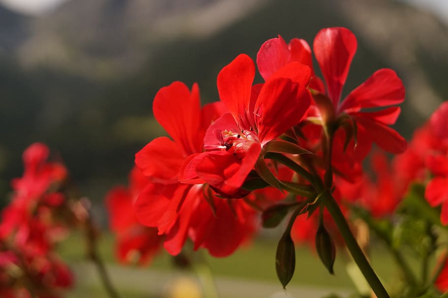 geranium, flowers, red, plant, nature, outdoor, creature, flowering plant HD wallpaper