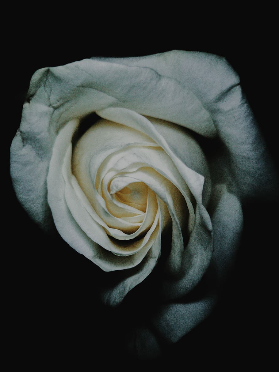 white rose, close up photo of white rose flower, bud, bloom, flowering plant HD wallpaper