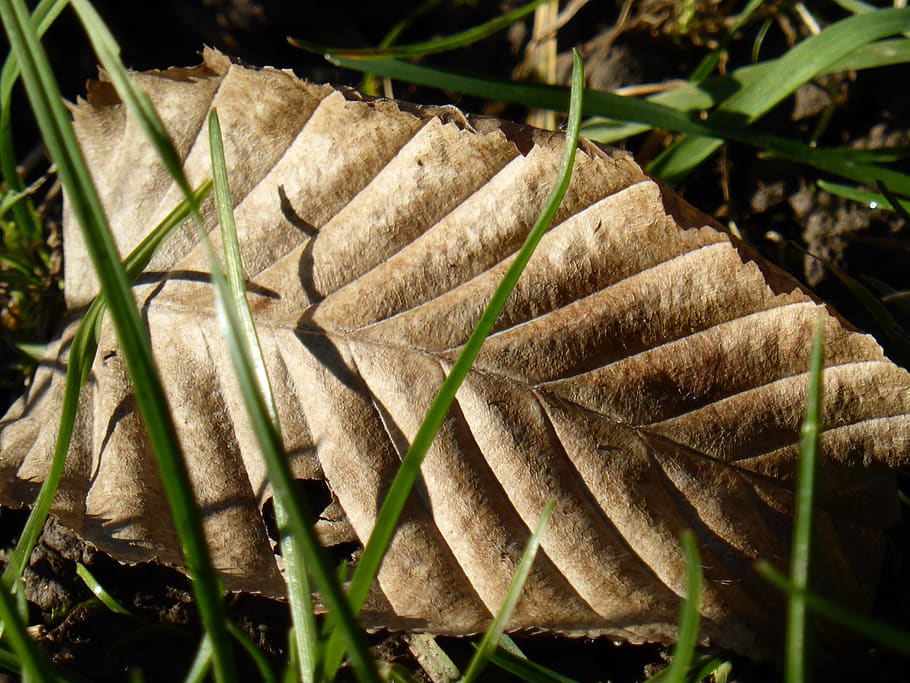 leaf ribs, beech, structure, fall foliage, leaves, background HD wallpaper