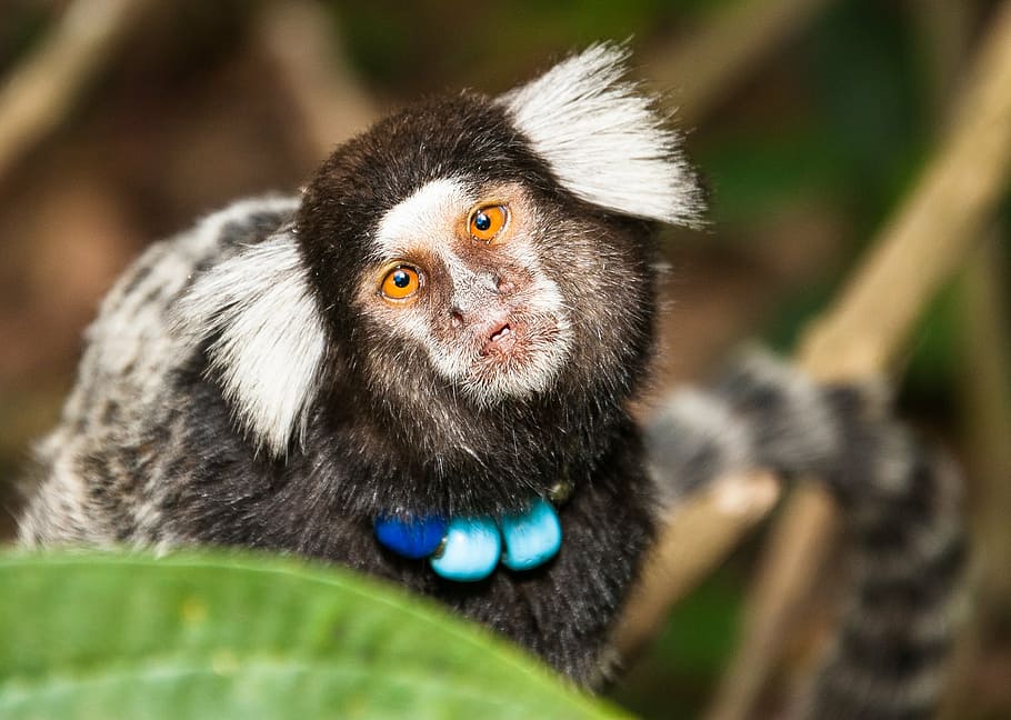 capuchin monkey, mico, nature, rio de janeiro, one animal, animal wildlife, HD wallpaper