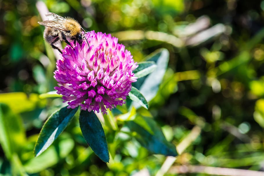 bee, flower, blossom, bloom, flowering plant, beauty in nature HD wallpaper