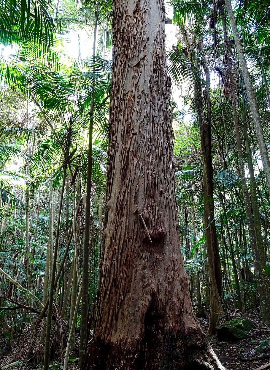 trunk, tree, nature, bark, timber, lumber, silence, forest HD wallpaper