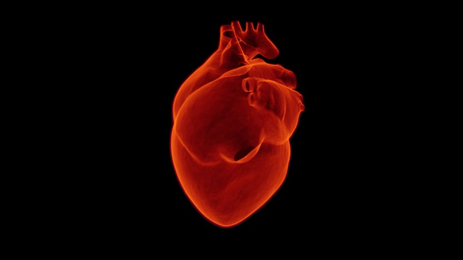 human's heart illustration, Xray, medical, health, cardiology