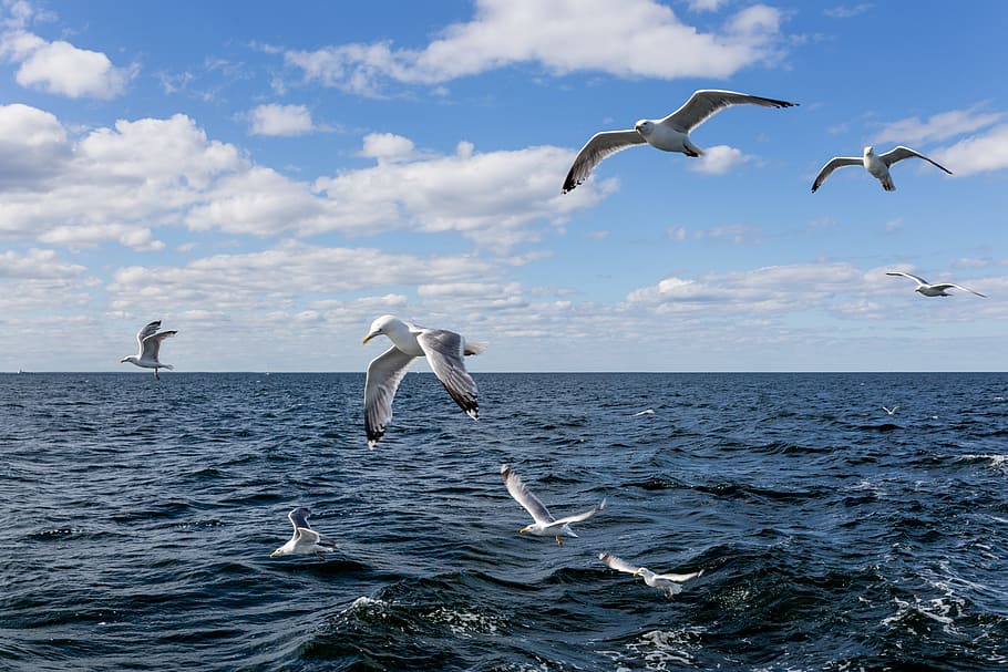 sea, ocean, blue, water, waves, nature, bird, flying, animal, HD wallpaper