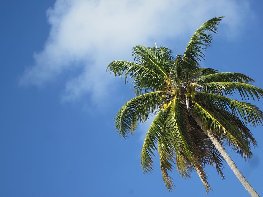 coconut, caribbean, sky, palm tree, tropical climate, plant HD wallpaper