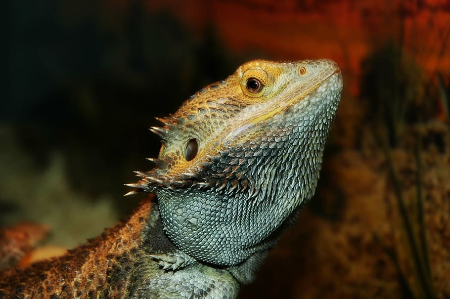 lizard, pet, dragon, bearded, animal themes, one animal, animal wildlife HD wallpaper