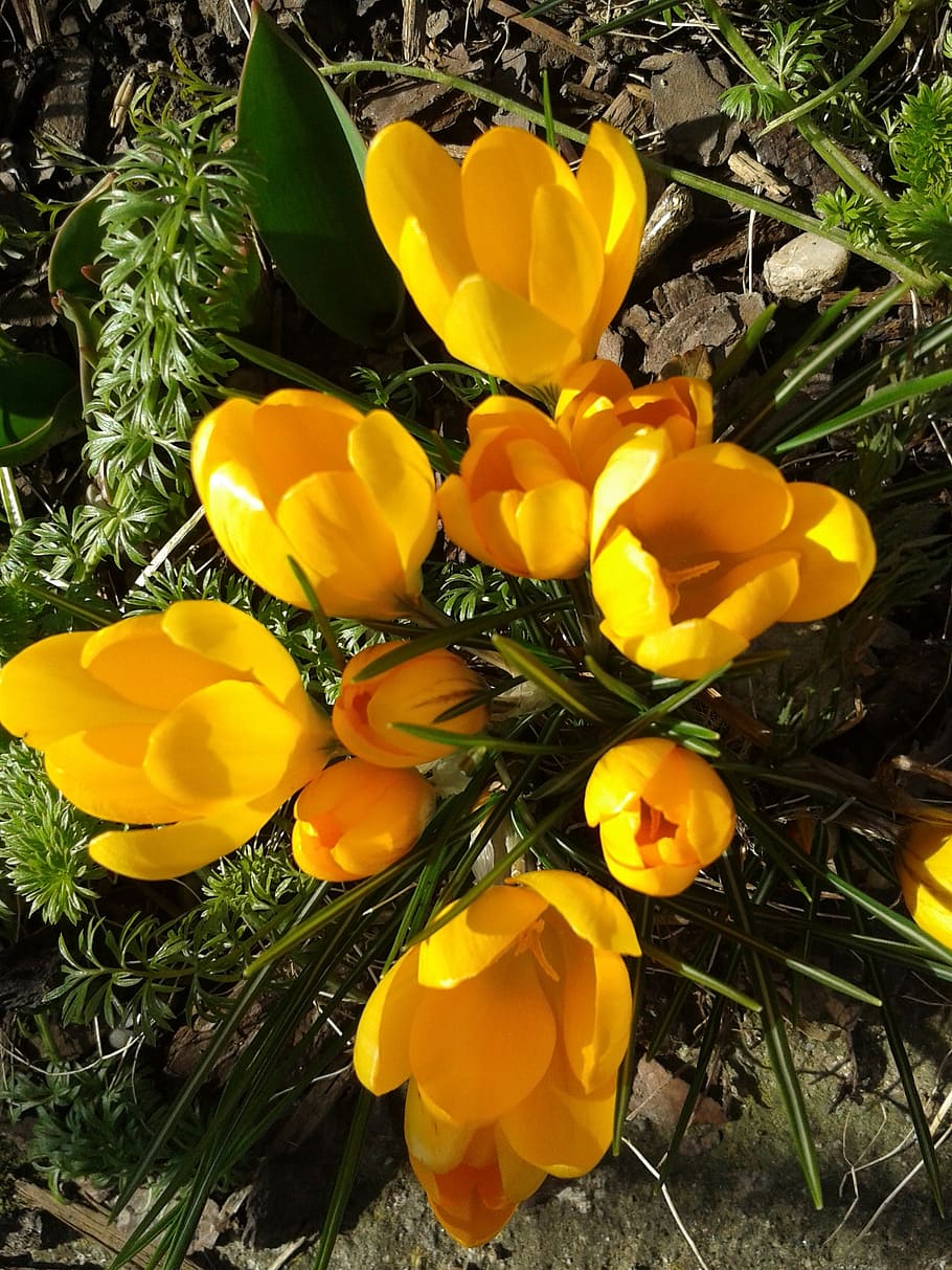 crocus, spring, flowers, yellow, spring flower, harbinger of spring HD wallpaper