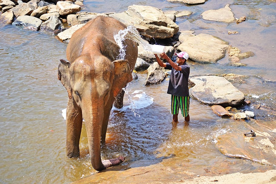 elephant, bath, maha oya river, sri lanka, pinnawala, ceylon, HD wallpaper