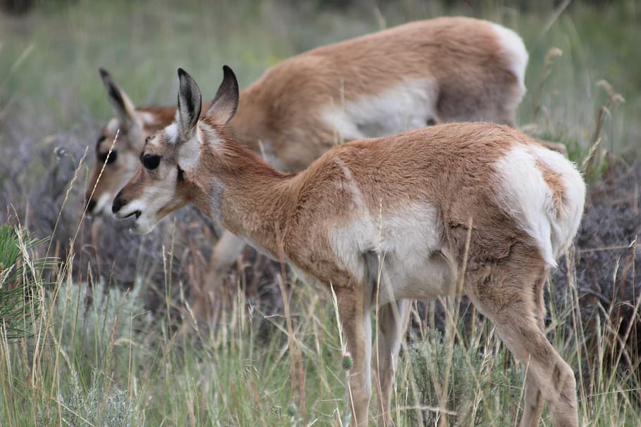 Pronghorn, Usa, Wild, Animal, bryce canyon, antelope, young animals, HD wallpaper