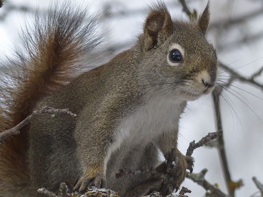 gray squirrel on brown branches, animal, forest, tree, nature HD wallpaper