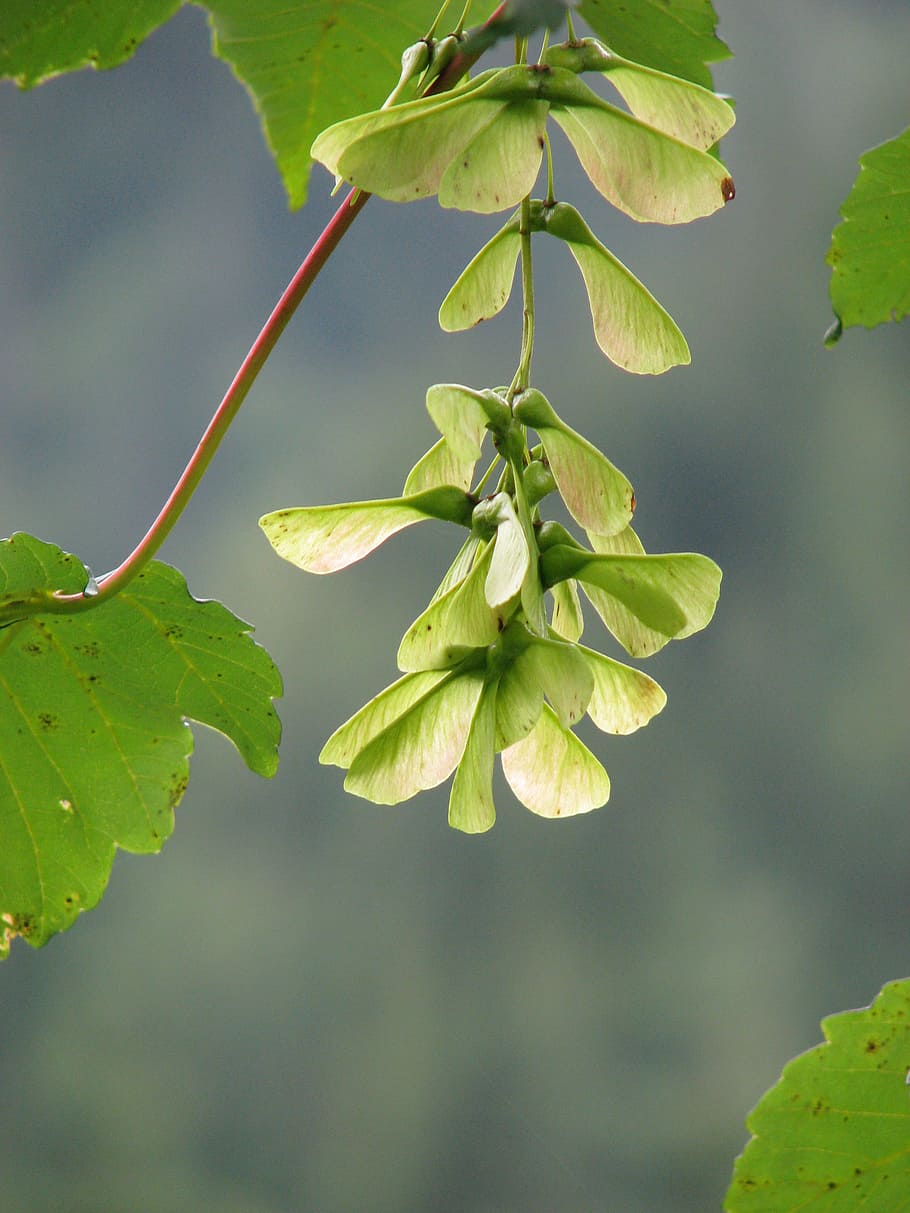 seed, flower, hanging, leaf, plant part, growth, green color HD wallpaper