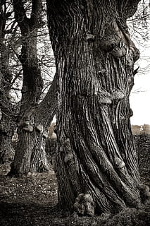 Old, Tree, Nature, Wood, trees, old tree, forest, log, oak HD wallpaper