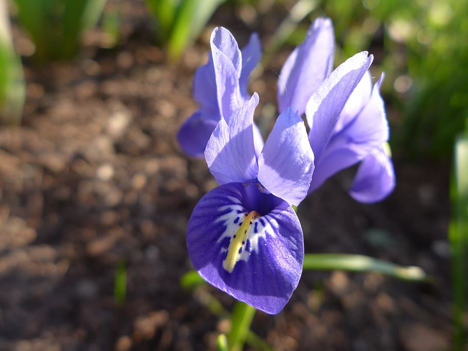 Iris, Spring, Nature, Plant, blue, garden, flora, flower, close HD wallpaper