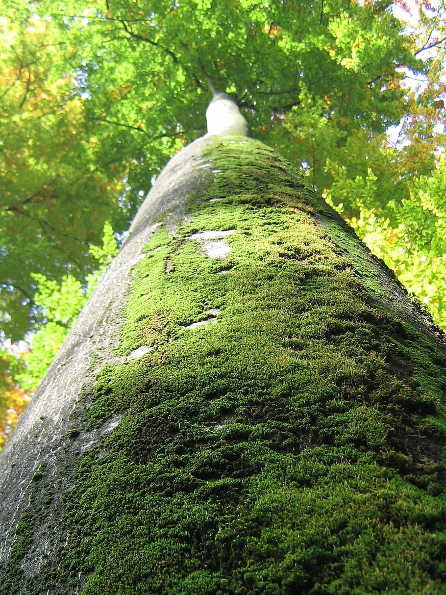 tree, log, nature, green, bark, tribe, plant, growth, green color HD wallpaper