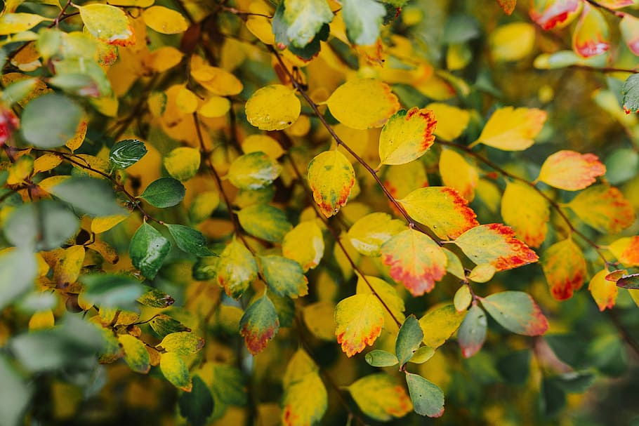 Yellow leaves, background, green, brown, bush, twig, autumn, leaf, HD wallpaper