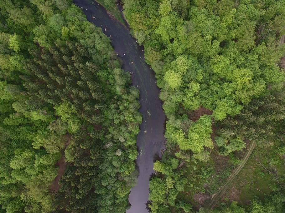 Forest, River, River, Drone, Nature, Green, trees, green Color HD wallpaper