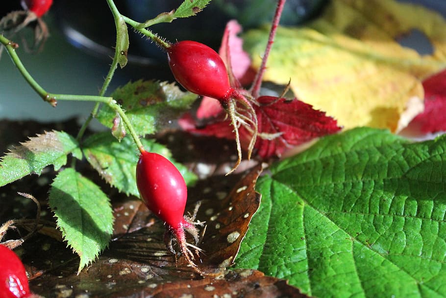 Herbal, Rosehip, Leaf, Vitamin, Medicine, natural, plant, fruit HD wallpaper