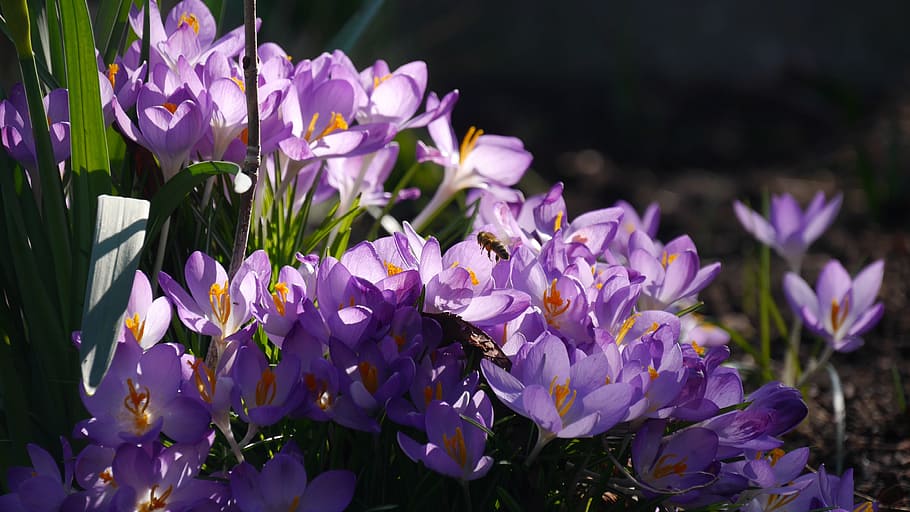 Spring Awakening, Crocus, Purple, flower, nature, plant, beauty In Nature HD wallpaper