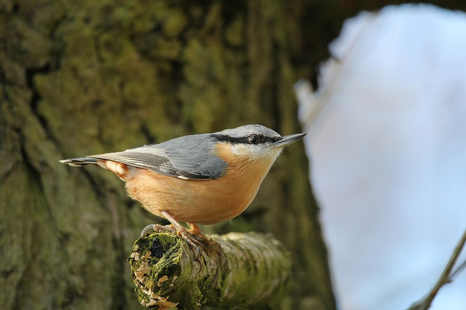 short-beak orange and gray bird, nuthatch, fly, wings, feather HD wallpaper