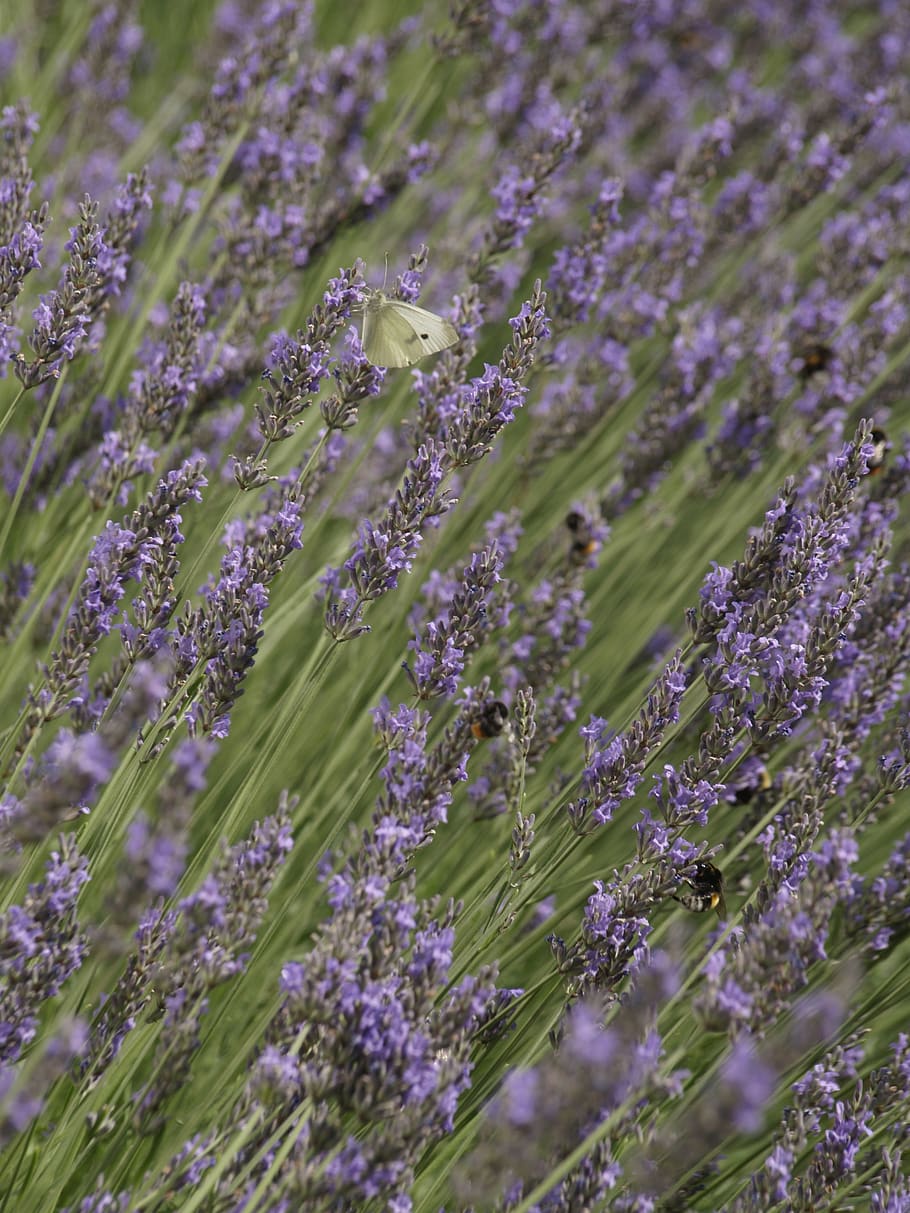 lavender, flower, perfume, aromatherapy, flowering plant, fragility HD wallpaper