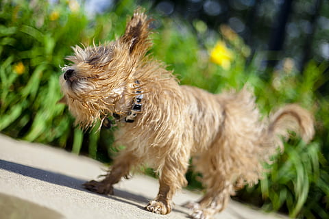 adult brown cairn terrier wiggling, maltipoo, shake, dog, pool HD wallpaper