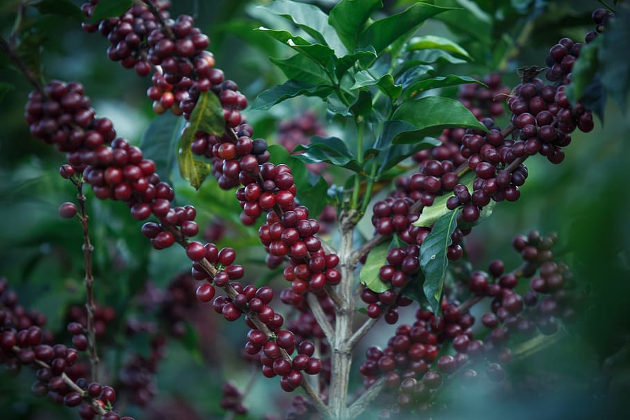 selective focus photo of fruit-bearing plant, coffee, coffee beans