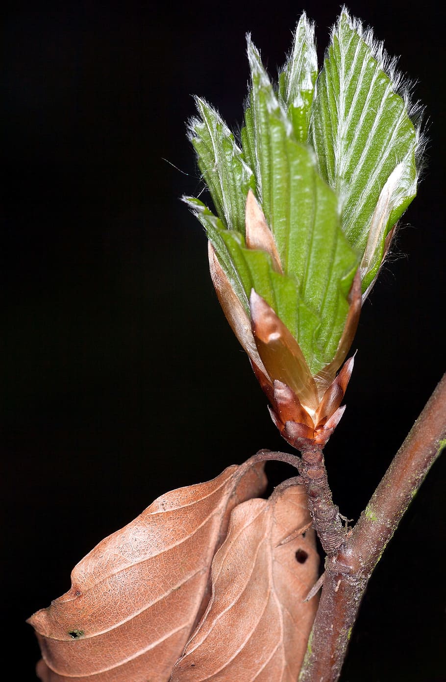 Spring, Beech, Leaf, Close, bud, frühlingsanfang, black background HD wallpaper