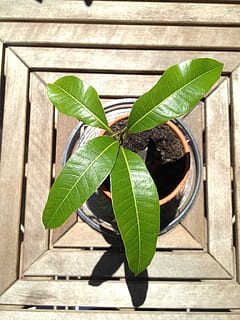 Mango, Seedling, Potted, Plant, tree, potted plant, leaves HD wallpaper