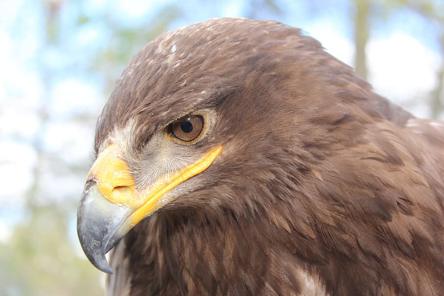 Steppe Eagle, Animal, Bird, aquila nipalensis, adler, wildlife photography, HD wallpaper