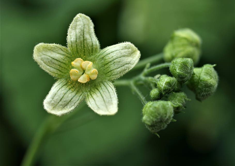 flora, flower, nature, leaf, growth, plant, flowering plant HD wallpaper