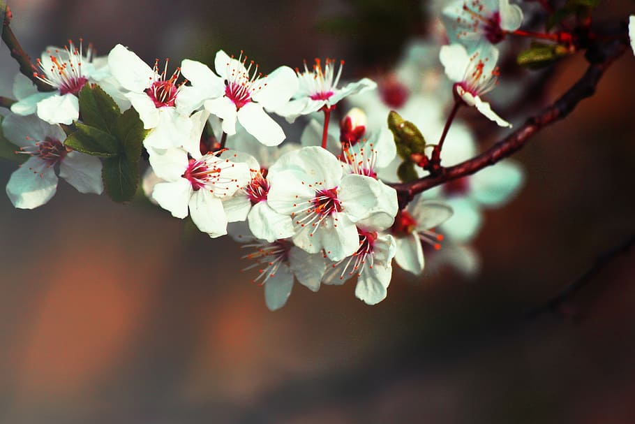tree, flowers, sad, fruit, spring, nature, garden, eating, vitamins HD wallpaper