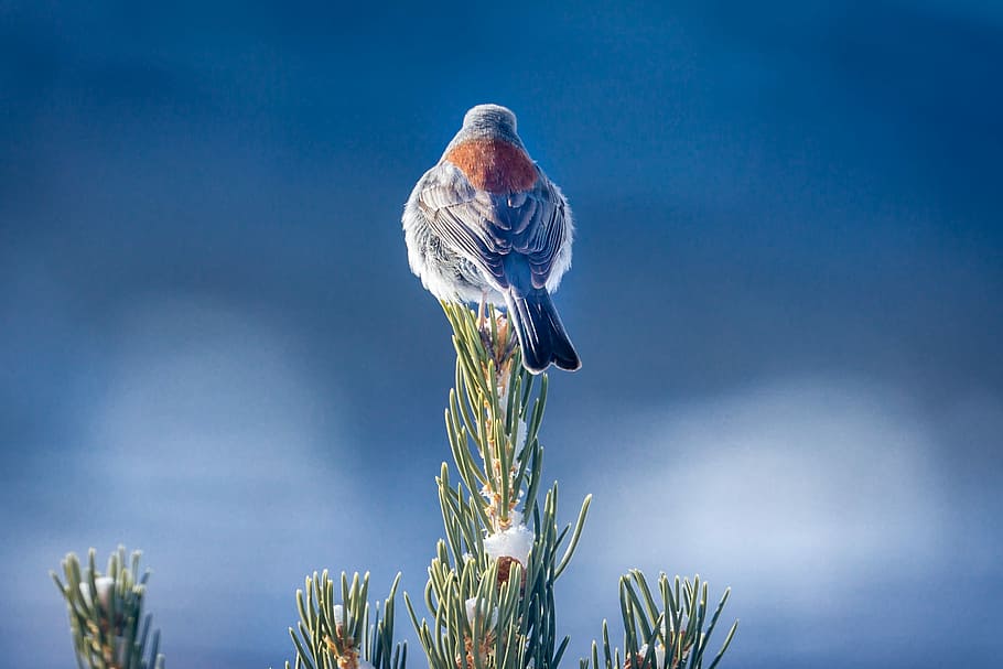 selective focus photography of gray and brown bird, gray and brown bird perched on green plant HD wallpaper