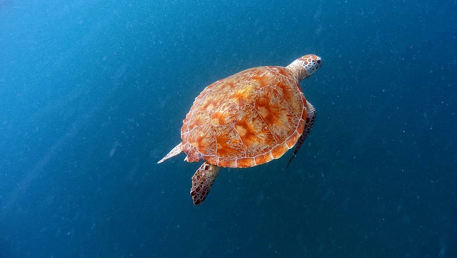 brown turtle swim under  the sea, sea turtle, sea ​​turtle, HD wallpaper