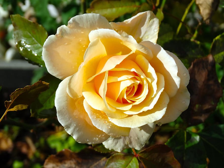 rose, yellow, flower, blossom, bloom, nature, plant, flowering plant HD wallpaper