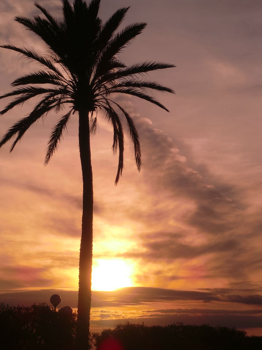 palm, romance, sunset, mood, silhouette, sky, tropical climate HD wallpaper