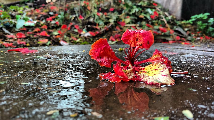 water, rain, flower, plant, plant part, leaf, nature, beauty in nature HD wallpaper
