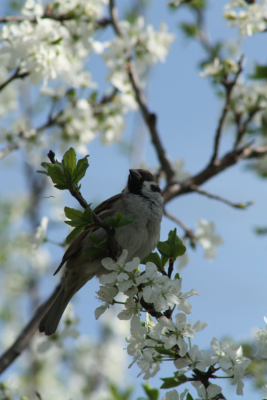 spring, white, bloom, nature, apple tree, leaves, living nature HD wallpaper