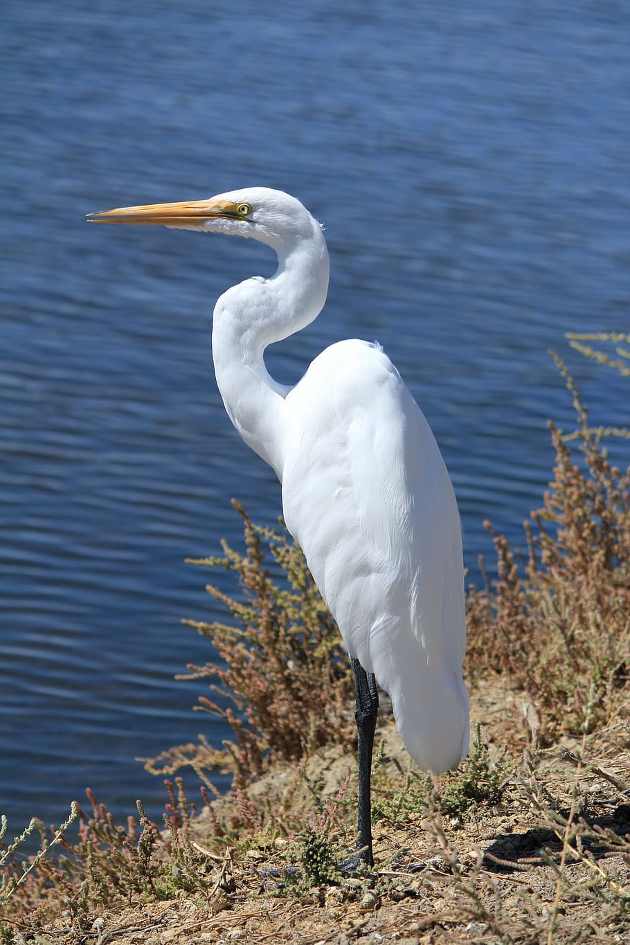 egret, great, white, bird, nature, water, waterfowl, waterbird HD wallpaper