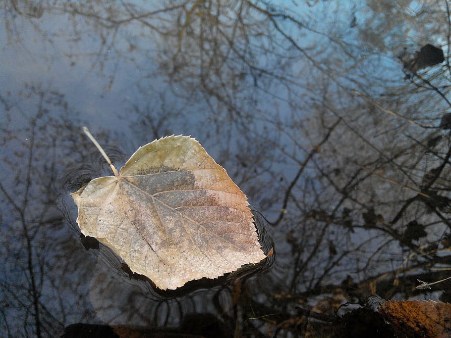 sheet, river, autumn, water, autumn day, quiet river, yellow leaves HD wallpaper