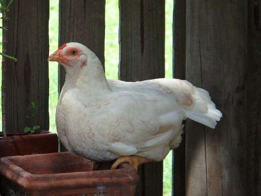 chicken, hen, chook, farm, bird, poultry, animal, farming, nature