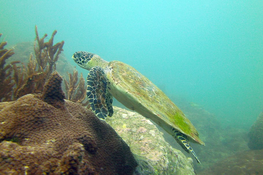 Turtle, Koh Samui, Thailand, underwater, undersea, sea life, HD wallpaper