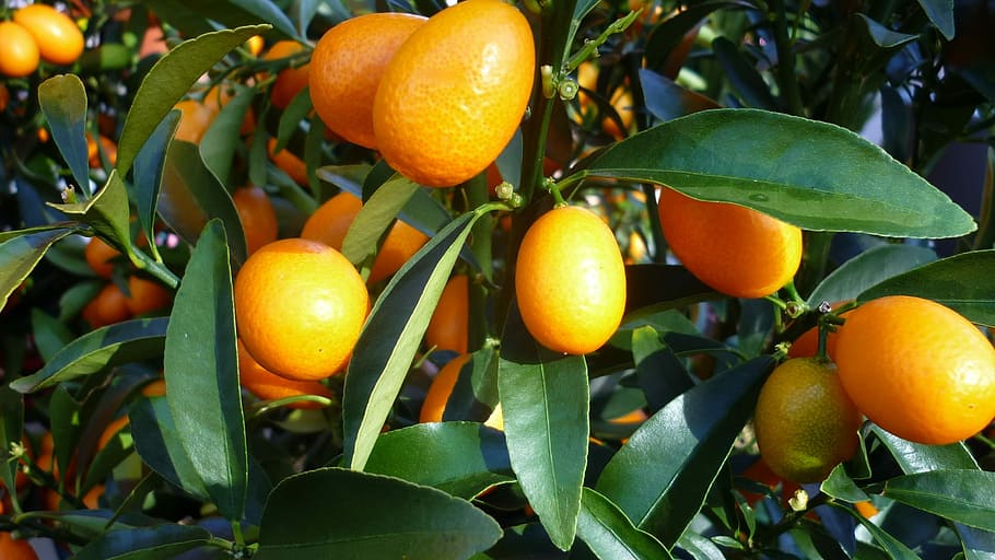 fruit, orange, food, leaf, plant part, citrus fruit, food and drink HD wallpaper