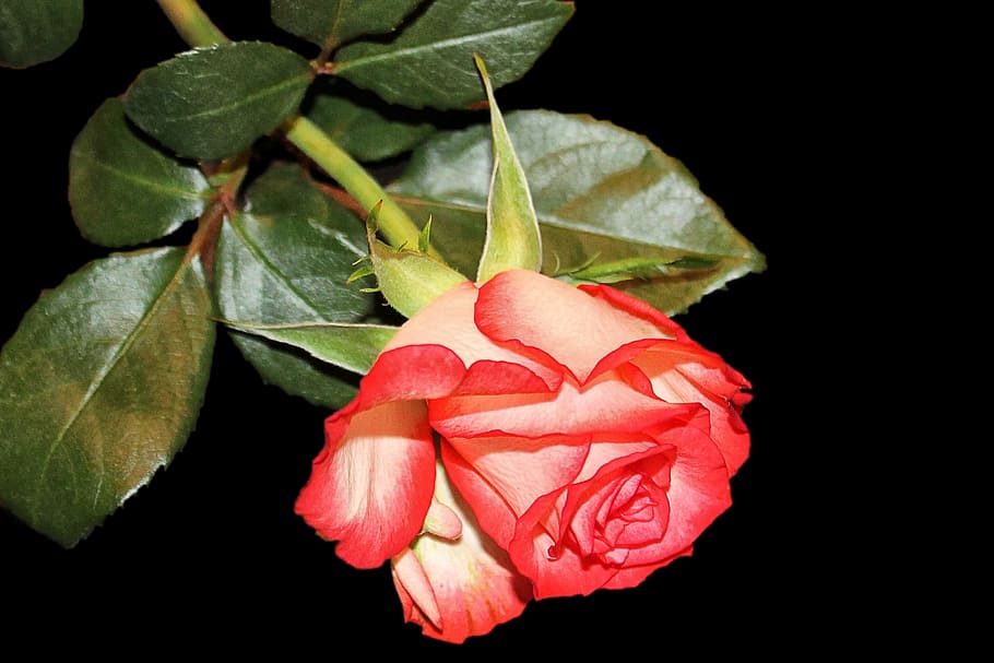 rose, blossom, bloom, bi color, red white, leaf, plant part, HD wallpaper