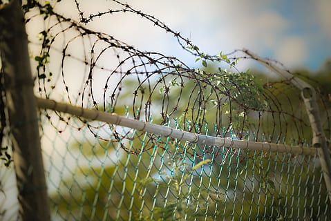 gray steel cyclone fence with green leaves, barbed wire, barbwire HD wallpaper
