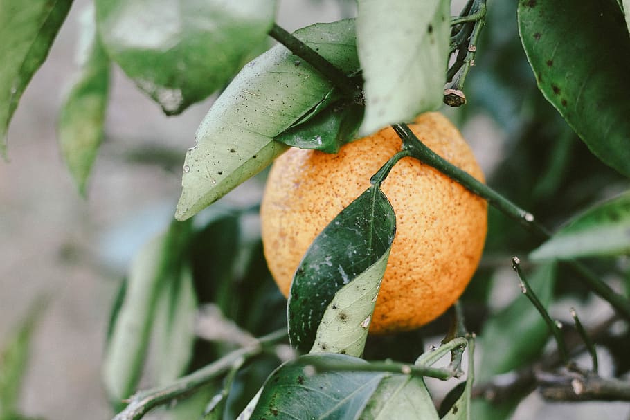 round orange fruit with leaves, round orange fruit in selective focus photography HD wallpaper