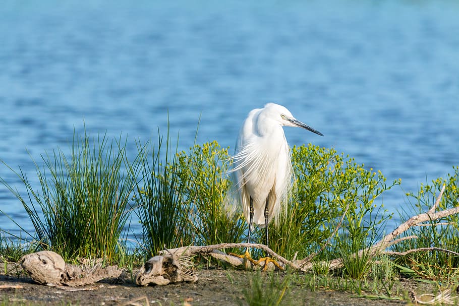 HD wallpaper: white bird in front of grasses, little egret, white heron ...